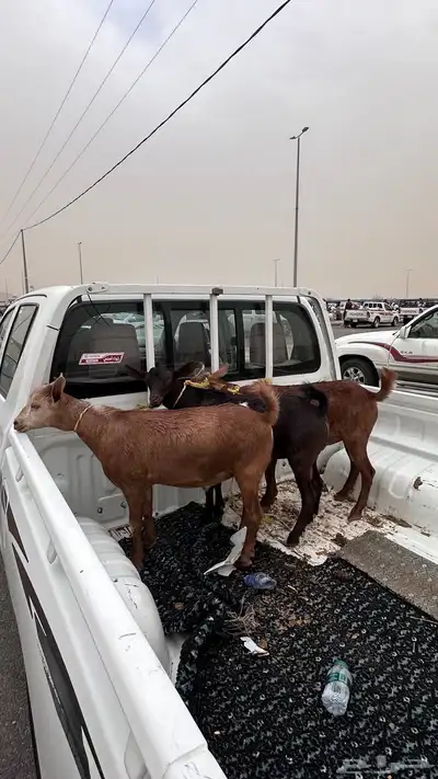 تيوس دهم 1