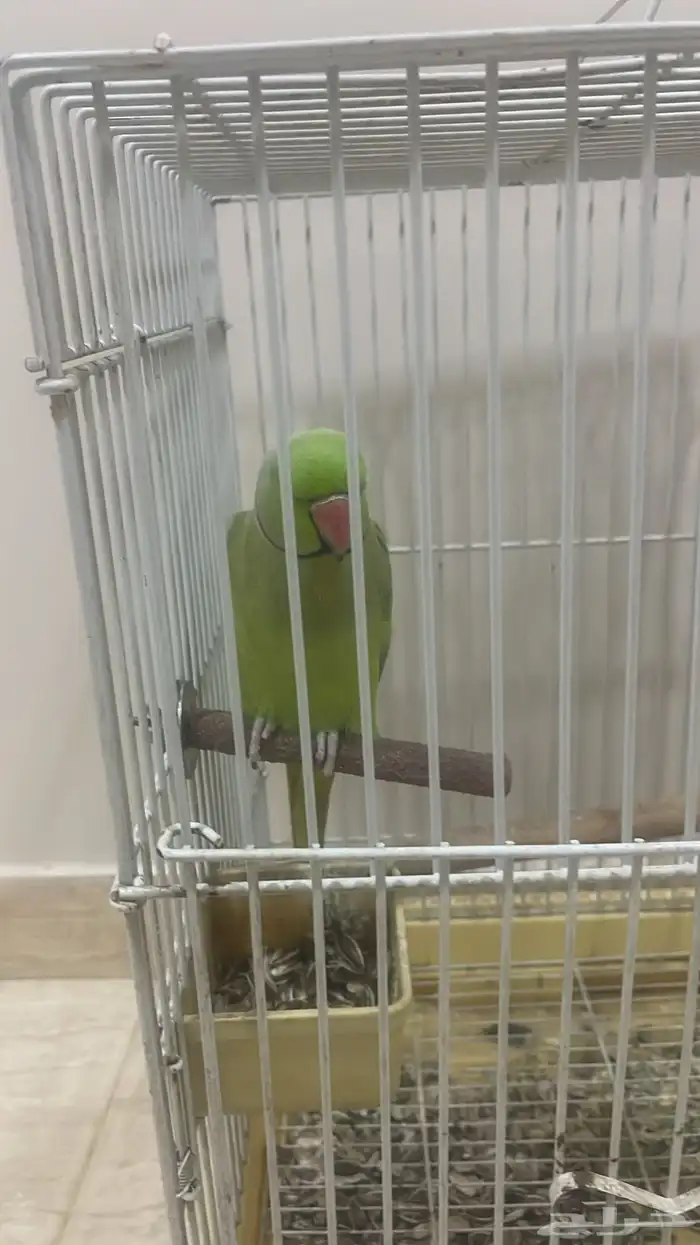 جوز بغباء دره هندي اليف صحه ونظافه مع جميع الملحقات 0