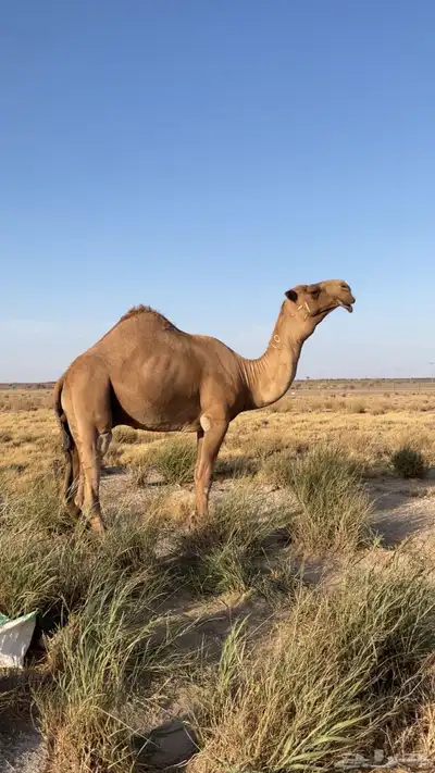 بعير دبياني اكبر بناته حقه 1