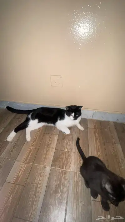 قط سكوتش اولادها 3
