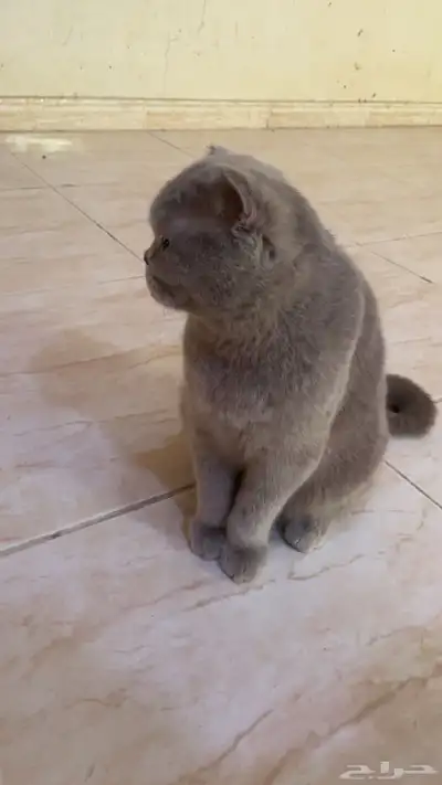 قطه اسكوتش فولد 0