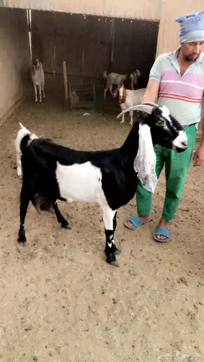 جفره مشروكه 1