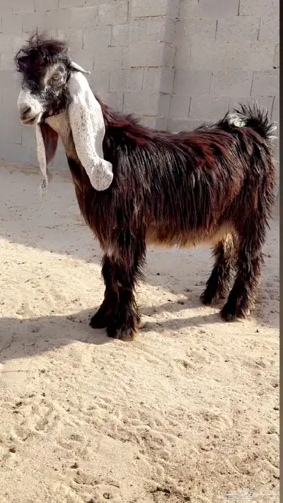 تيس عارضي مشروع 1