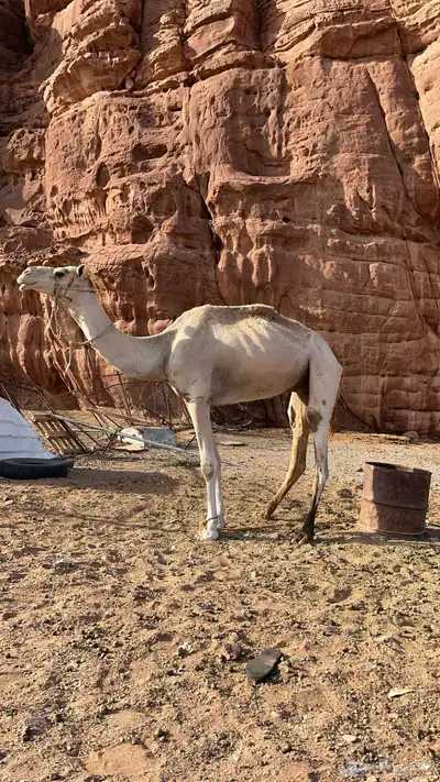 جمل للبيع 0