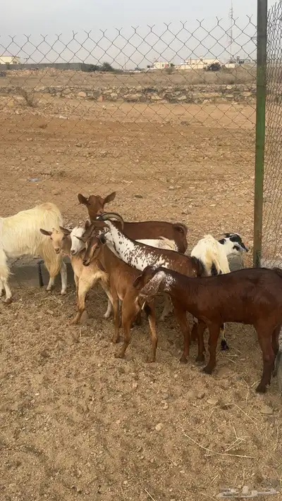 معزا دفيع وصغار سن 8