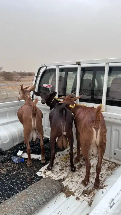 تيوس دهم 0