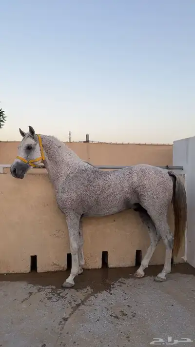 حصان 15