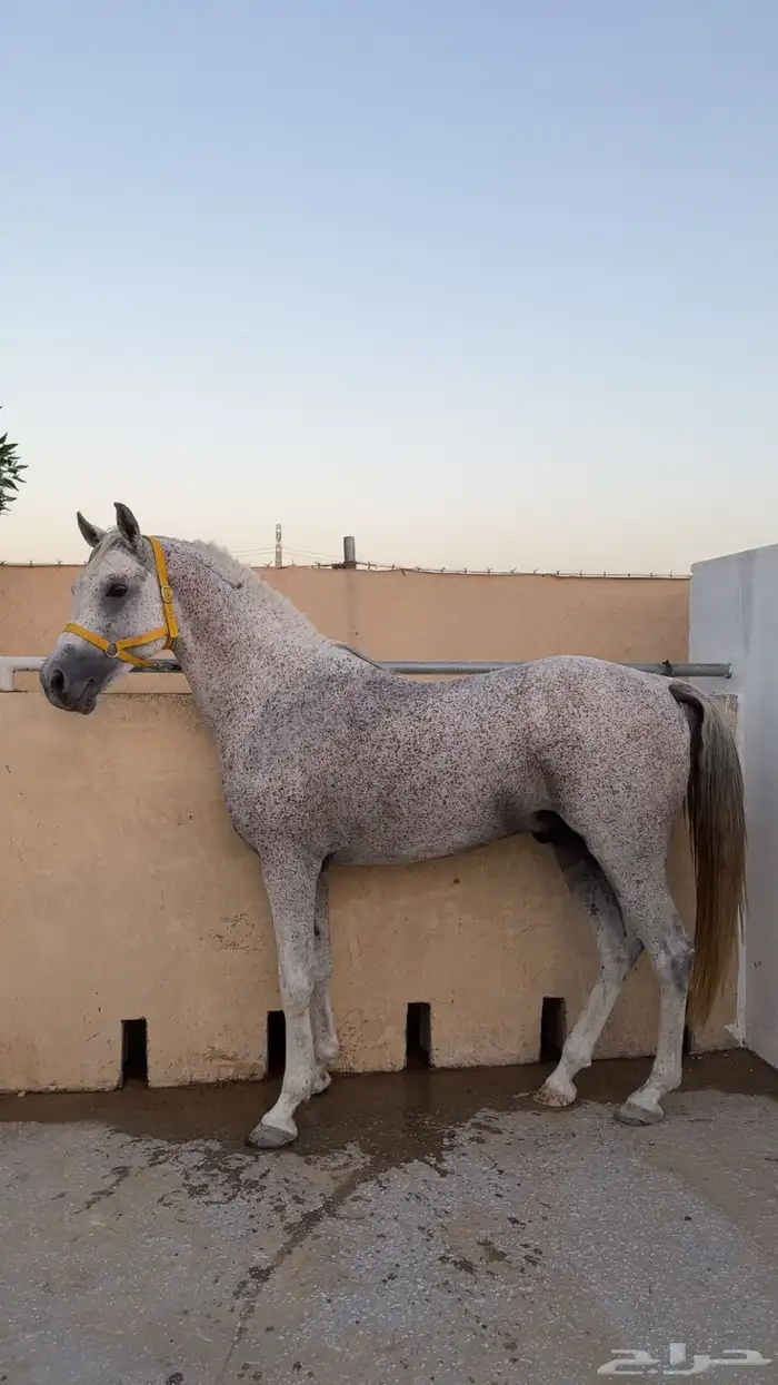 حصان 15