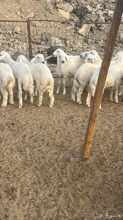 ذبايح مكه   طليان حري وسواكني وتيوس مع الذبح والتوصيل 0