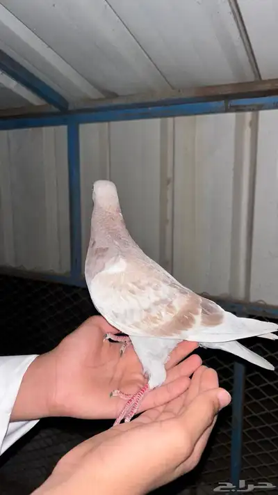 زوج حمام زاجل 2