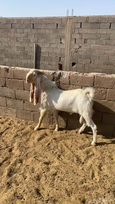 تيس هولندي 0