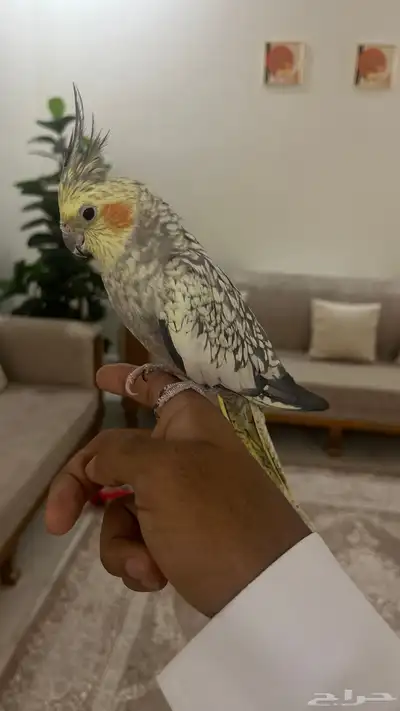 طير كروان انثى 0