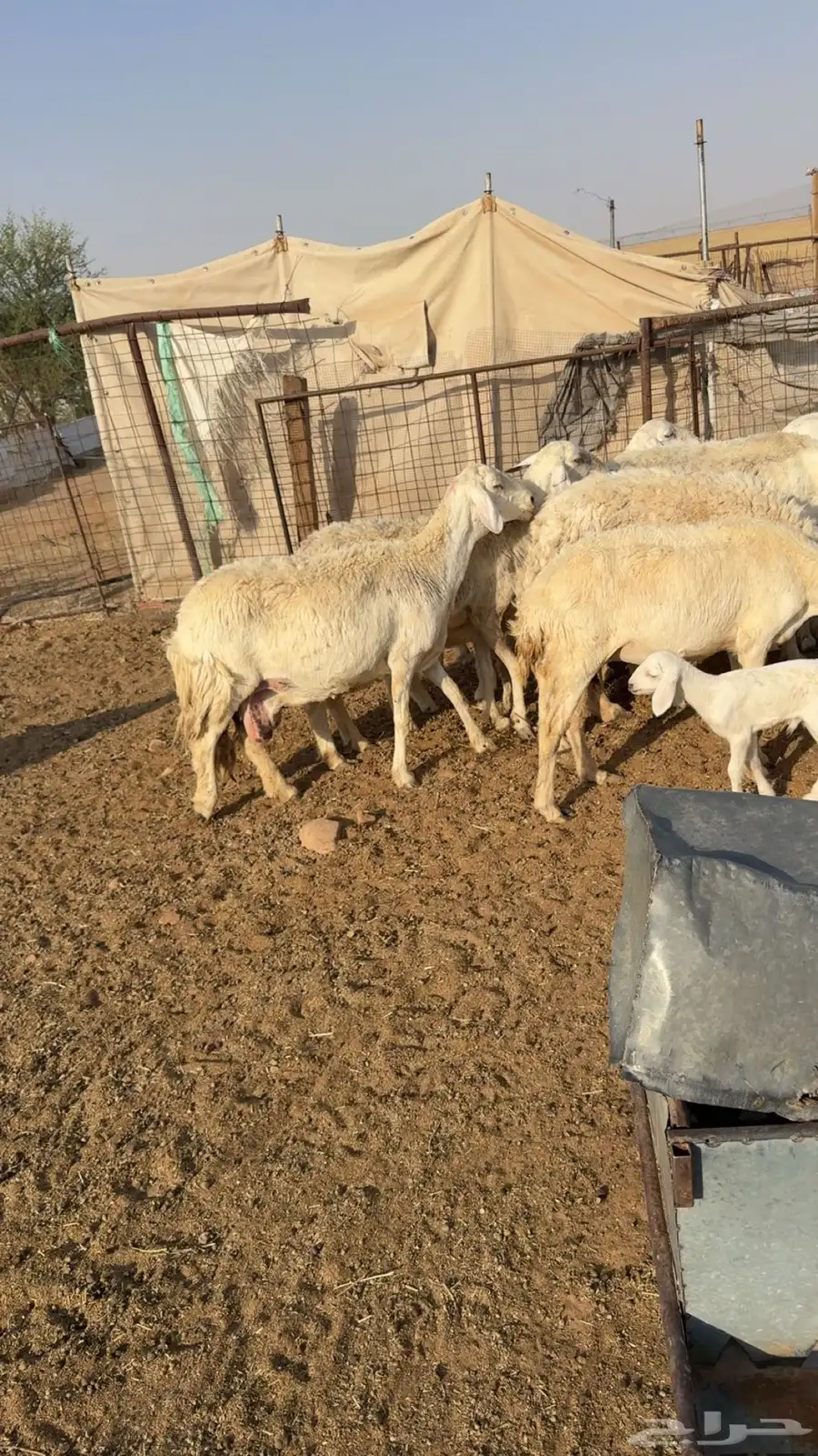 غنم حريات خلفات index