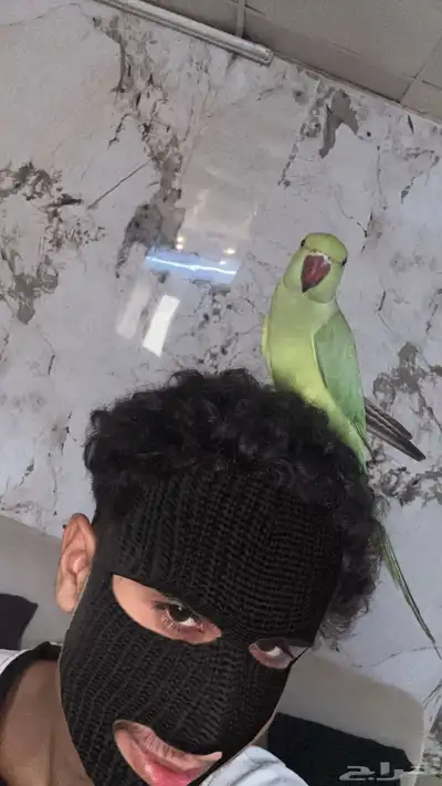 ببغاء دره 0