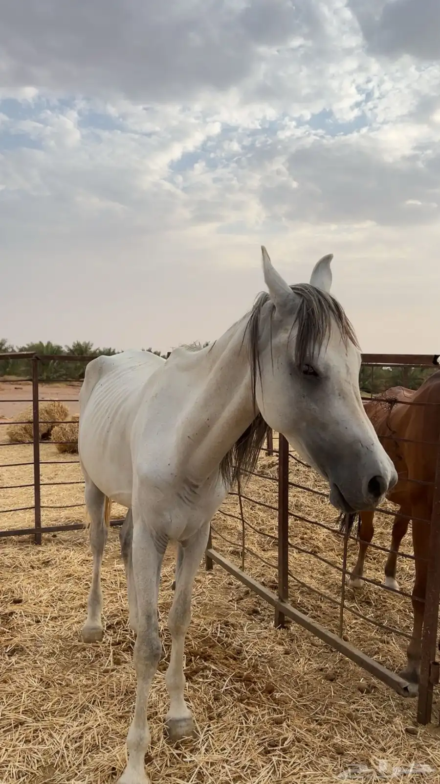 خيل طيب index