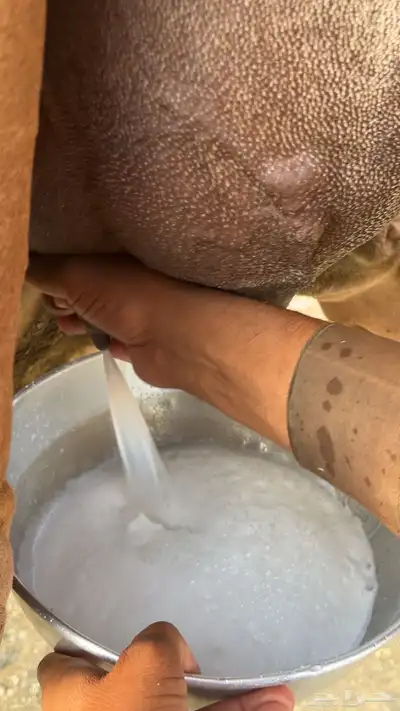 للبيع خلفه بكره وتحتها بكره ساحليه 8