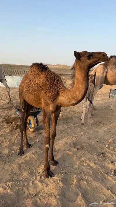 بكره للبيع عمرها 5او 6 شهور 0