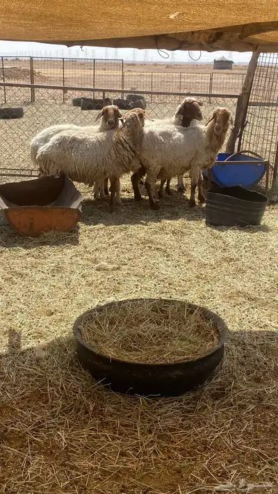 خمس شياه مضاريع 0