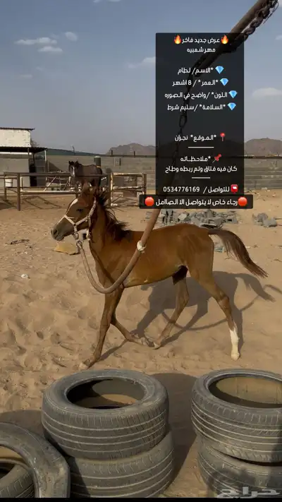 مهر شعبي كفو 0