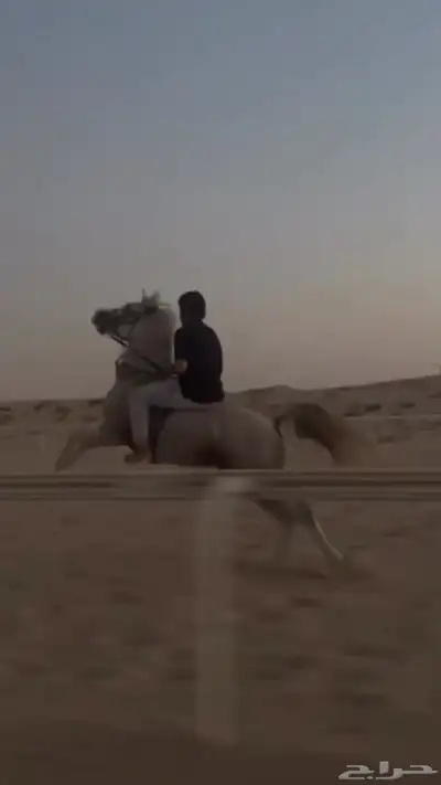 حصان 12