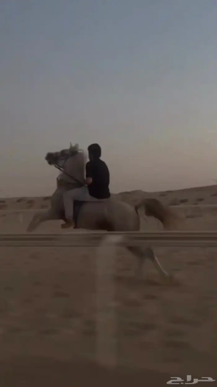 حصان 12