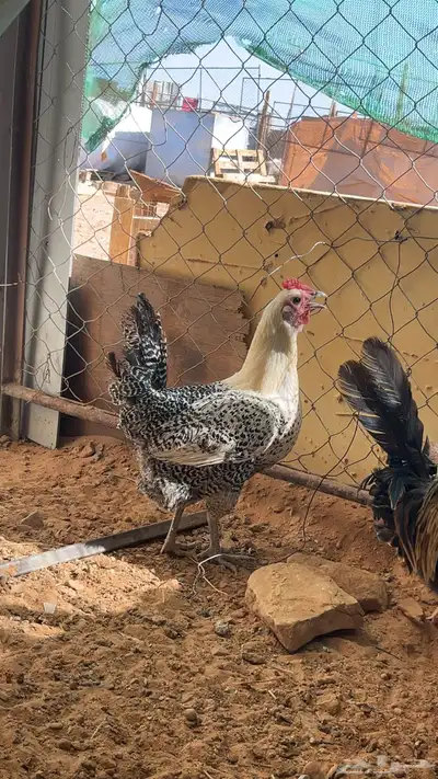 دجاج فيومي بياض شرط 0