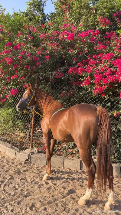 حصان شعبي 7