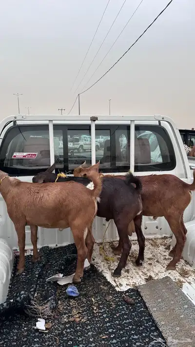 تيوس دهم 8