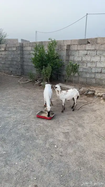 نعجة وبنتها 1