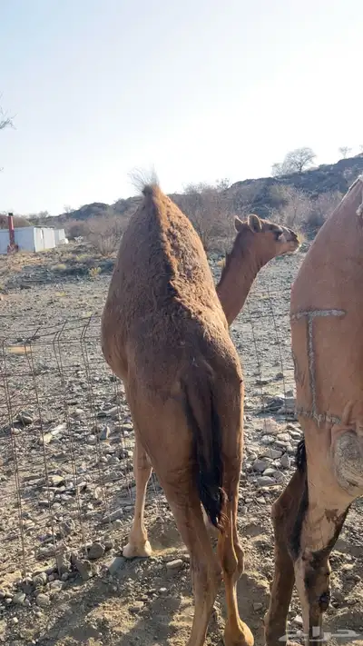 للبيع خلفه بكره وتحتها بكره ساحليه 2