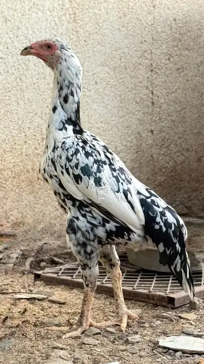 جوز دجاج باكستاني سندي 1