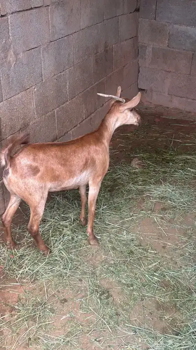 عناق جذع فل شحم سليمه من الدفاع 3