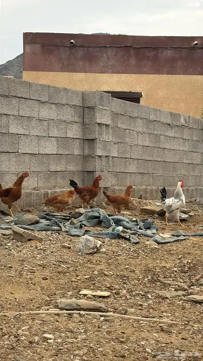 دجاج فرنسي للبيع 1