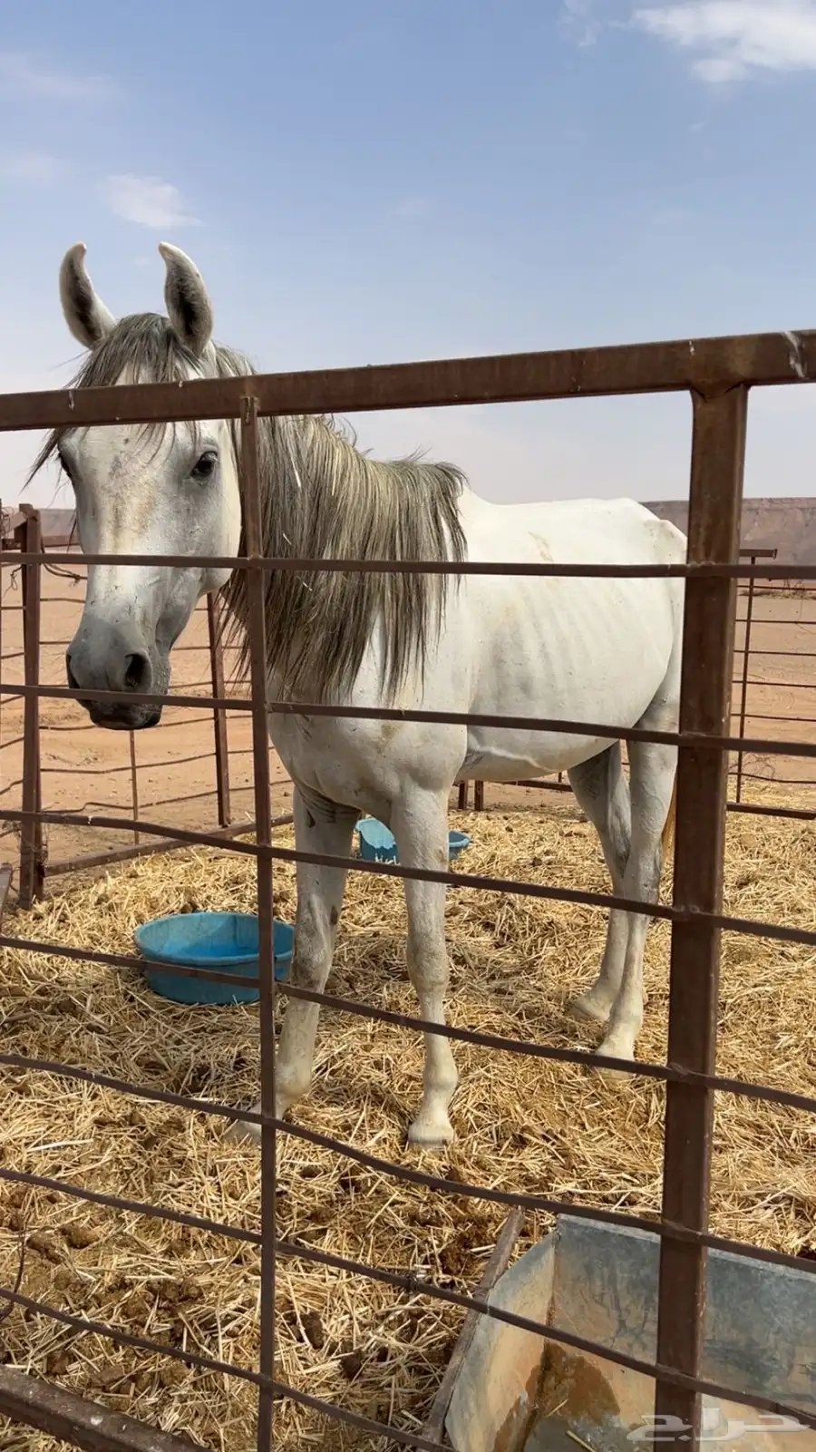 خيل طيب index