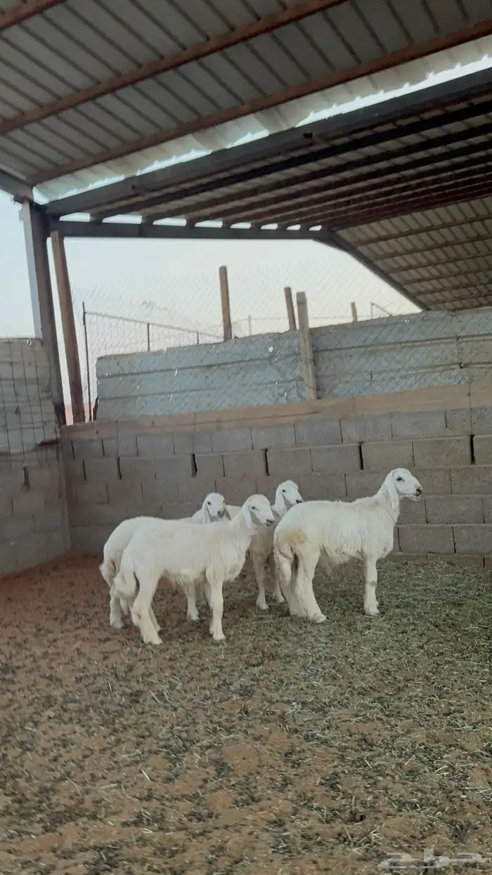 خرفان ورخال حريات 1