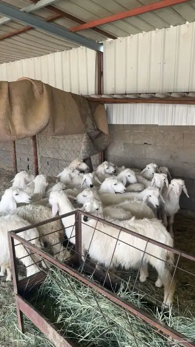 بهم للبيع الحد من 780 1