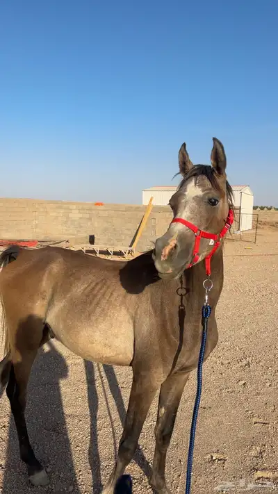 مهر خيل واهو للبيع 1