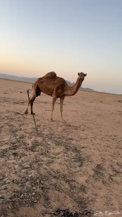 للبيع ناقة مبيوع حاشيها 0