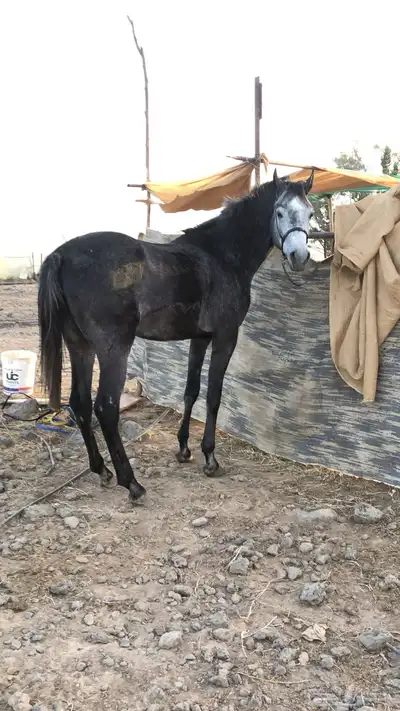 حصان شعبي 0