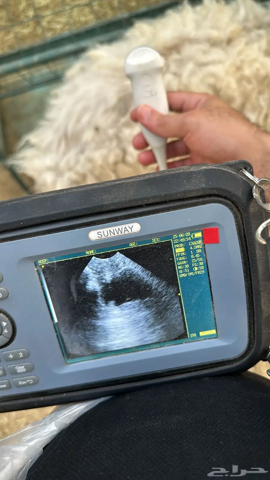 فحص سونار للخيل و الغنم والماعز والبقر في الشرقية index