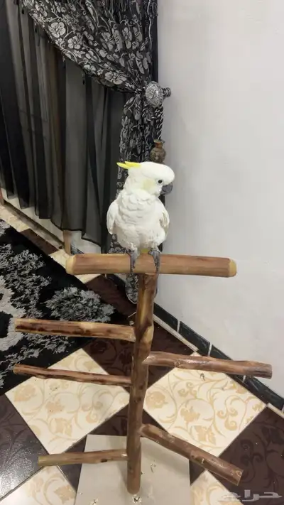 ببغاء كوكاتو متكلم وأليف ولعوب حمامة 3