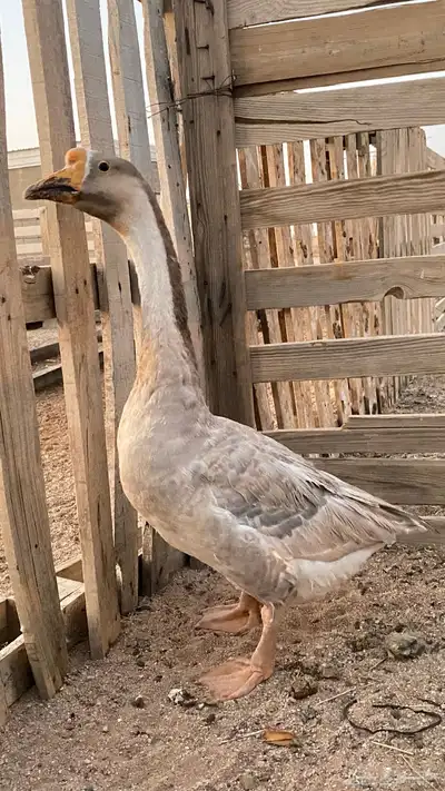 وز عرافي 0