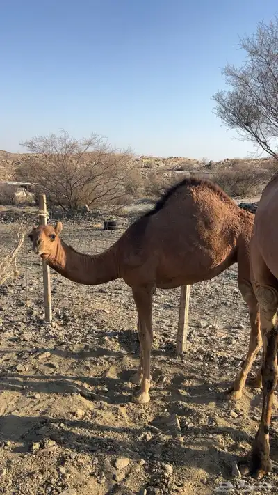 للبيع خلفه بكره وتحتها بكره ساحليه 3