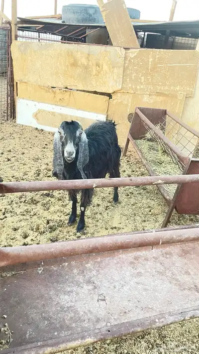 عنز والد 0