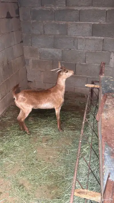 عناق جذع فل شحم سليمه من الدفاع 0