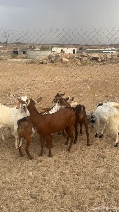 معزا دفيع وصغار سن 1