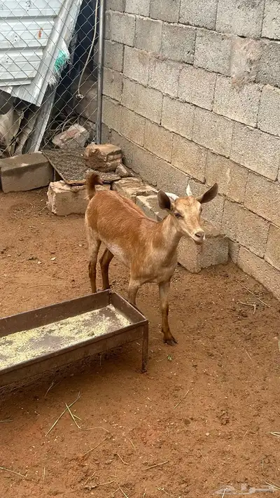 عناق جذع فل شحم سليمه من الدفاع 1