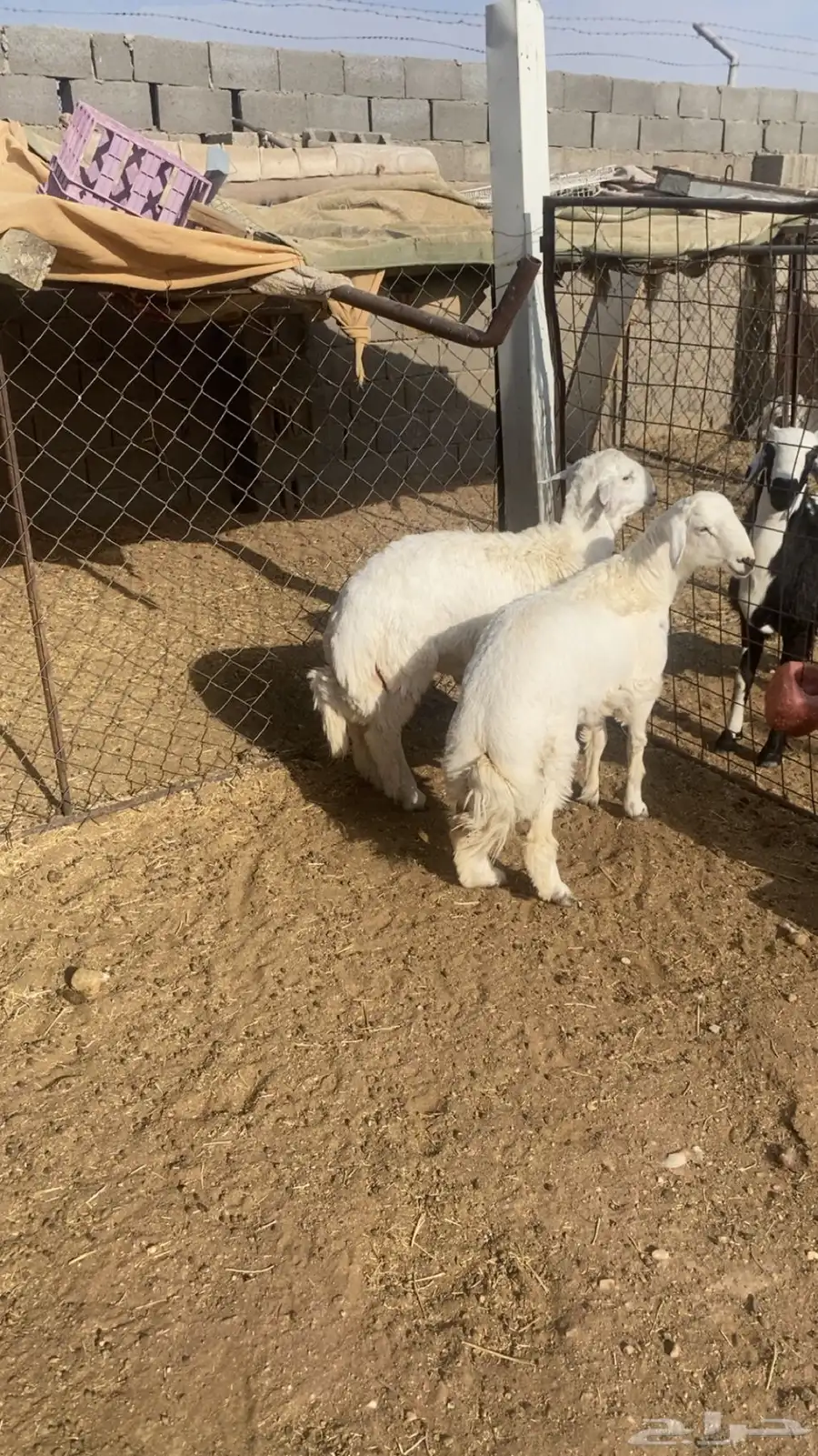 طليان جبرة حريات 0