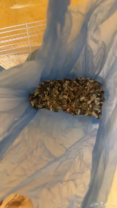 طيور روز 1