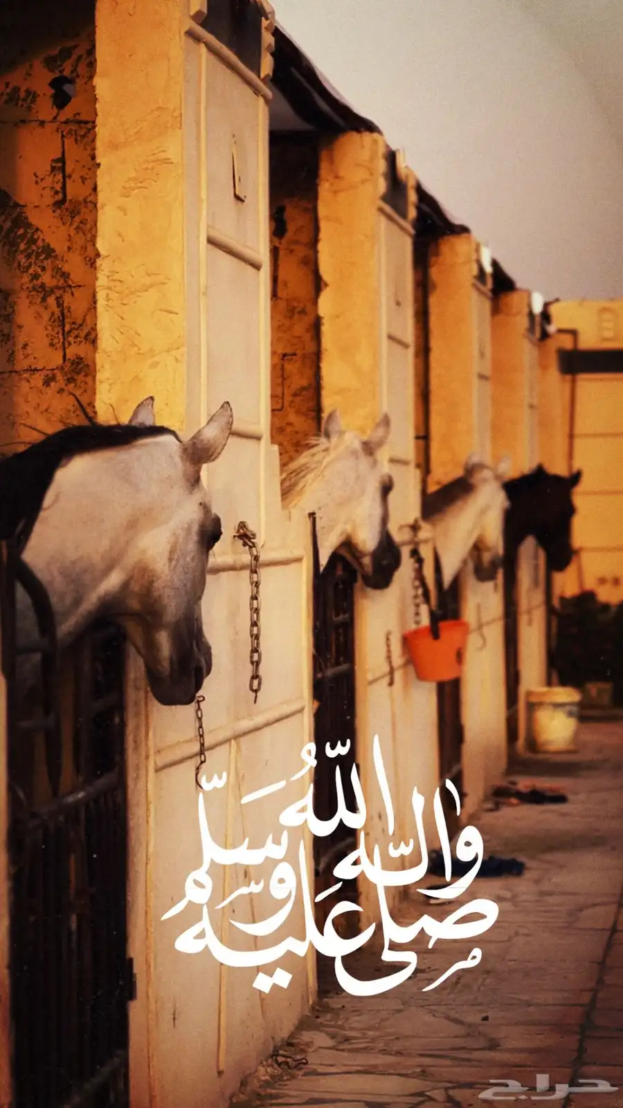 مربط الفهد للخيول القرسات index